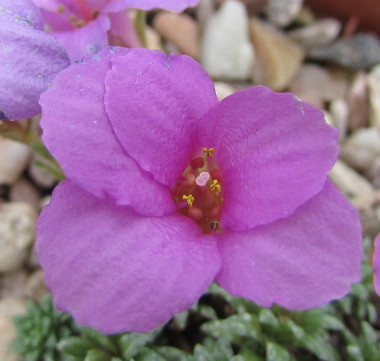 Saxifraga x dinnaris 586/20